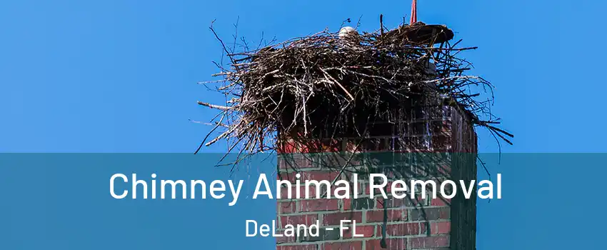 Chimney Animal Removal DeLand - FL