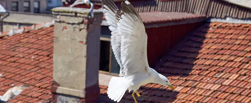 Residential Chimney Animal Removal Solution in DeLand, FL