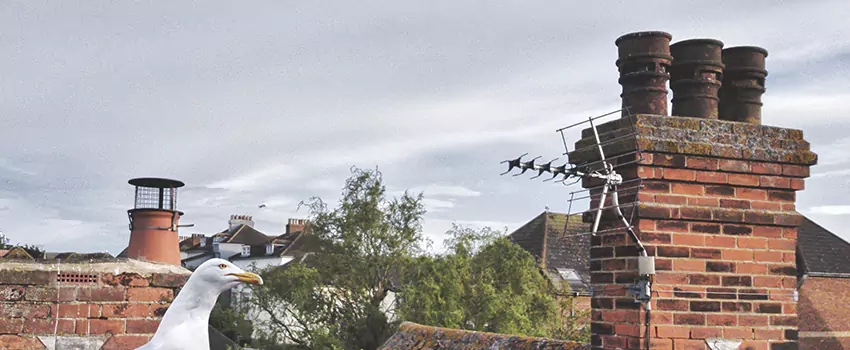 Chimney Cleaning And Restoration in DeLand, Florida